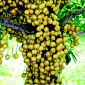 Бирманский виноград фрукты и ягоды