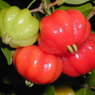 Суринамская вишня фрукты и ягоды