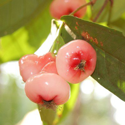 Водяное яблоко фрукты и ягоды