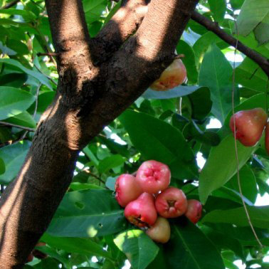 Яванское яблоко фрукты и ягоды