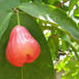Розовое яблоко фрукты и ягоды