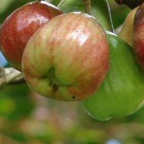 Малайское яблоко фрукты и ягоды