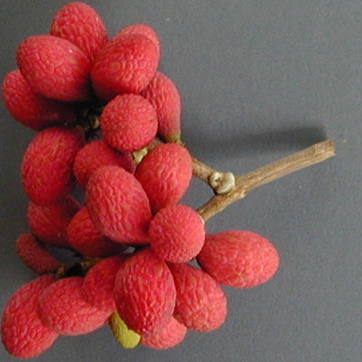 Корлан фрукты и ягоды