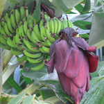 Банан фрукты и ягоды