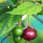 Ямайская вишня фрукты и ягоды