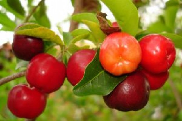 Барбадосская вишня фрукты и ягоды