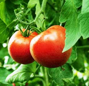 Томат культурный, помидор огородные растения