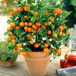 Апельсин комнатные растения
