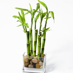 Бамбук комнатные растения