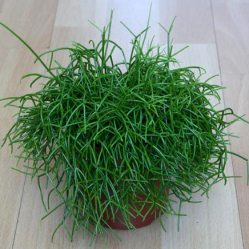 Рипсалис комнатные растения