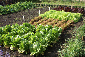 Огородные растения -какие предпочтительнее выращивать