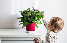 Цветочный рай для детей: какие растения выбрать для украшения детской комнаты?