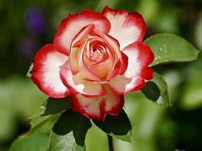 Роскошь в вашем саду: розы