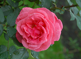 Чайно-гибридные розы - красота без хлопот
