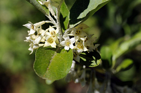 Гуми - цветок, используемый как пищевая добавка