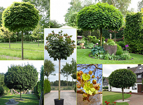 Декоративные деревья для сада и дома