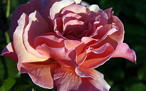 Основы выращивания садовых роз