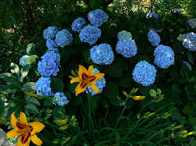 Какие цветы голубого цвета выращивать?