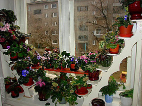 Цветущий сад в квартире