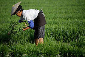 Новые технологии для китайских аграриев