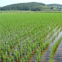 На Кубани засеют около 140 га рисом