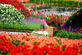 Москву в 2016 г. украсит около 61 млн. цветов