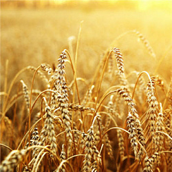 Ожидается резкое снижение урожая пшеницы в ЕС