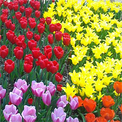 В Никитском саду в Крыме открылась выставка тюльпанов