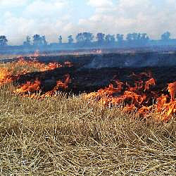 Сжигание сухой травы запрещено законом